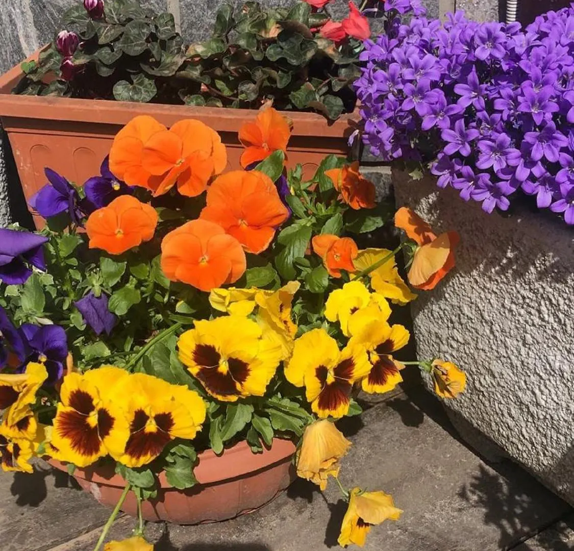 San Luigi - Rooms & Apartments Campodolcino Italy